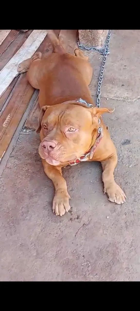 Para doação responsável  - Foto 3