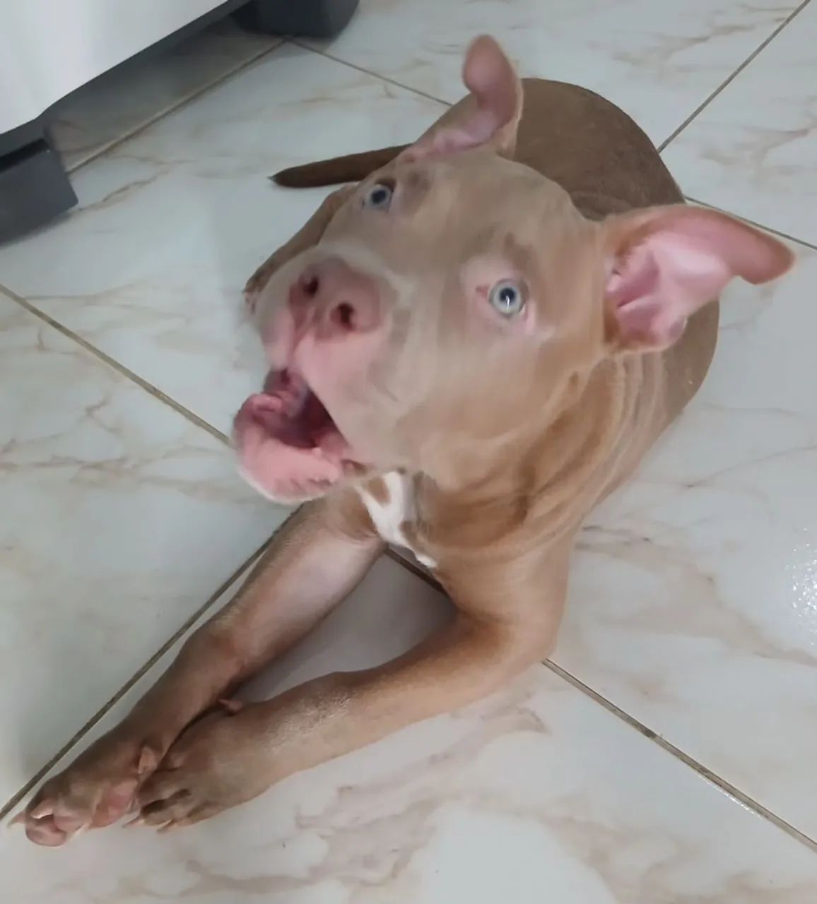 Pitbull 