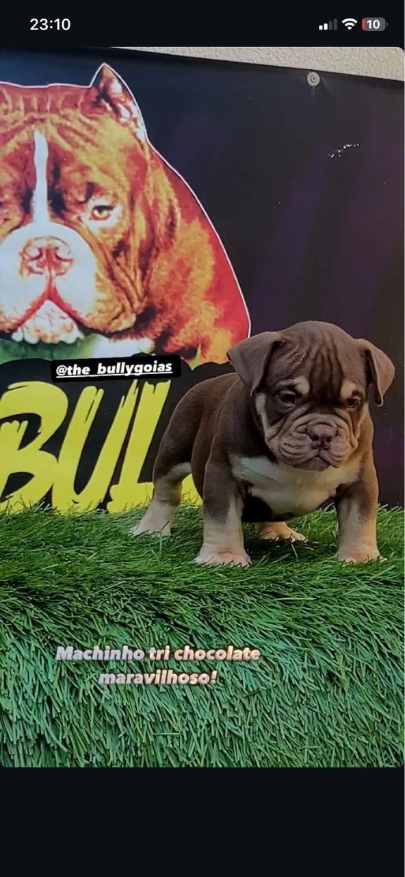 Filhote de American bully micro 