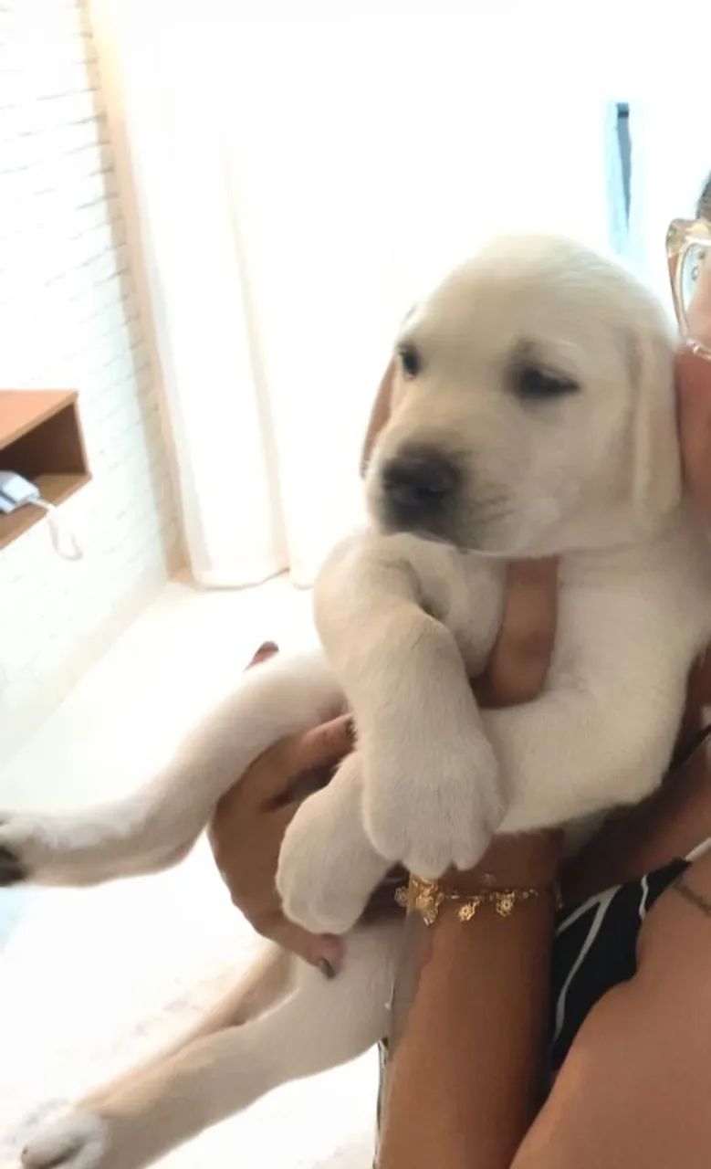vendo filhote de Labrador Puro  - Foto 2