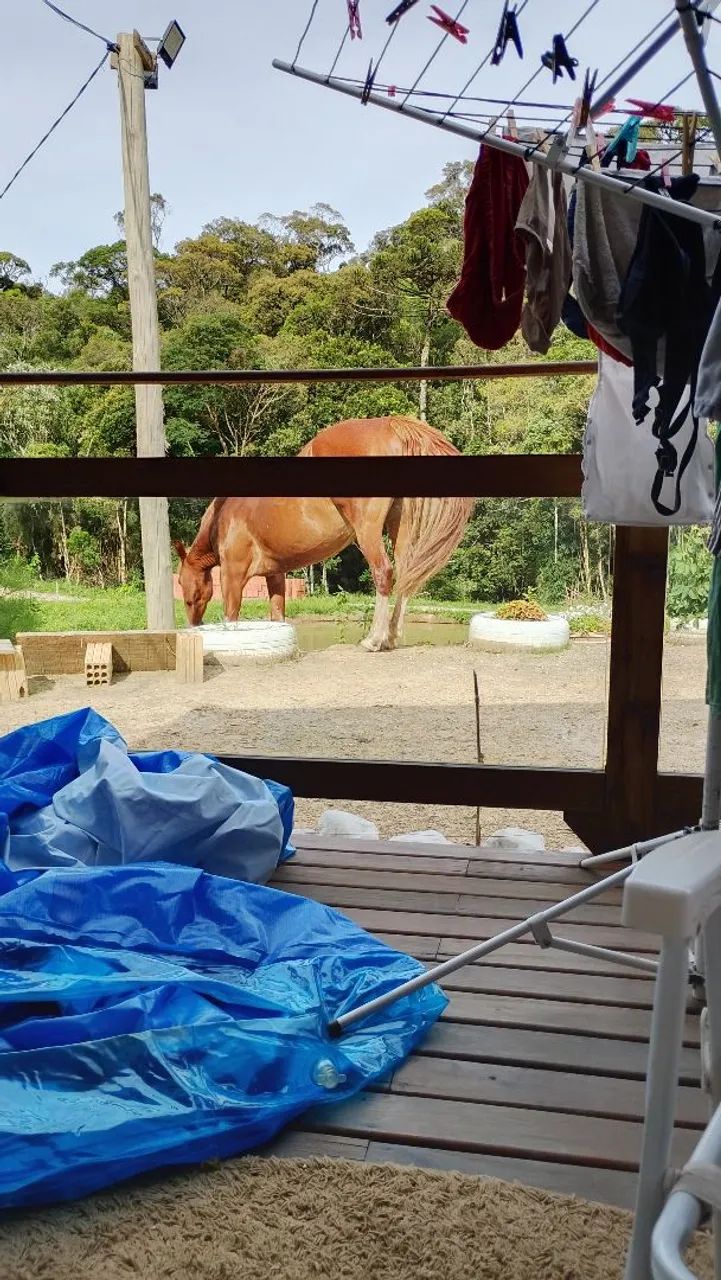 Vendo cavalo - Foto 3