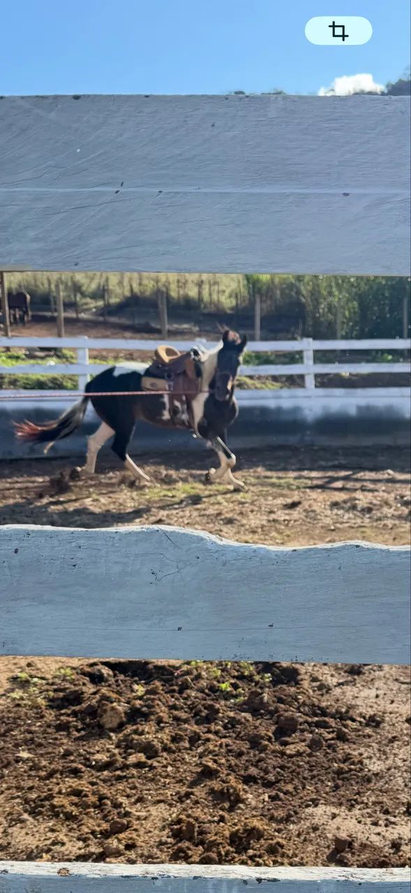 Cavalo Pampa Homozigoto  - Foto 3