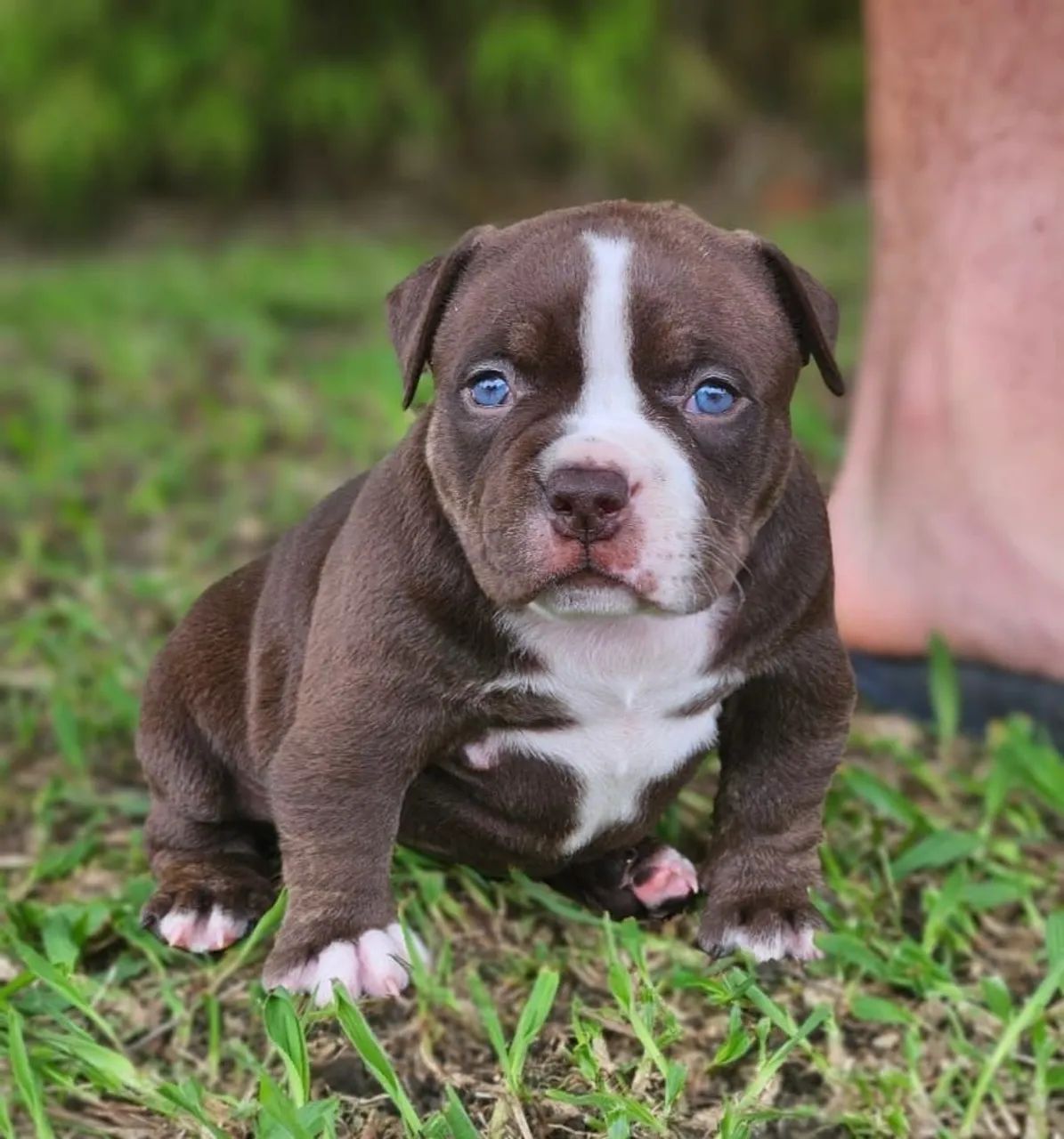 American Bully  - Foto 2