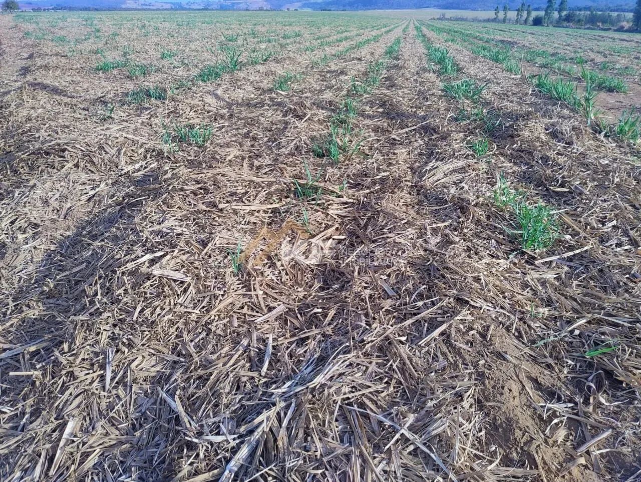 Fazenda a Venda em Mococa- SP - Foto 4