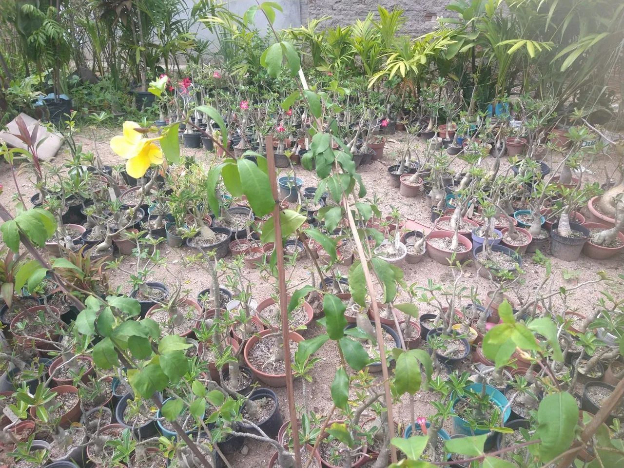 Plantas - Foto 5