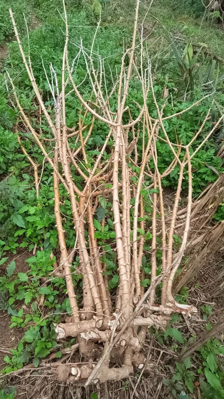 Rama de aipim  - Foto 2