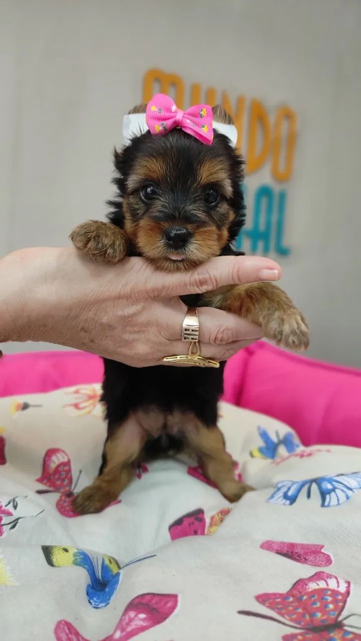 YORKSHIRE TERRIER COM PEDIGREE - Foto 3