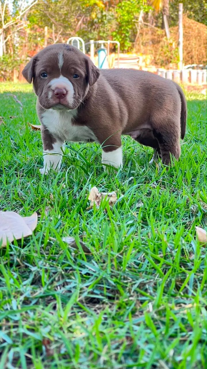 Vendo filhote de pitmoster com pedigree 