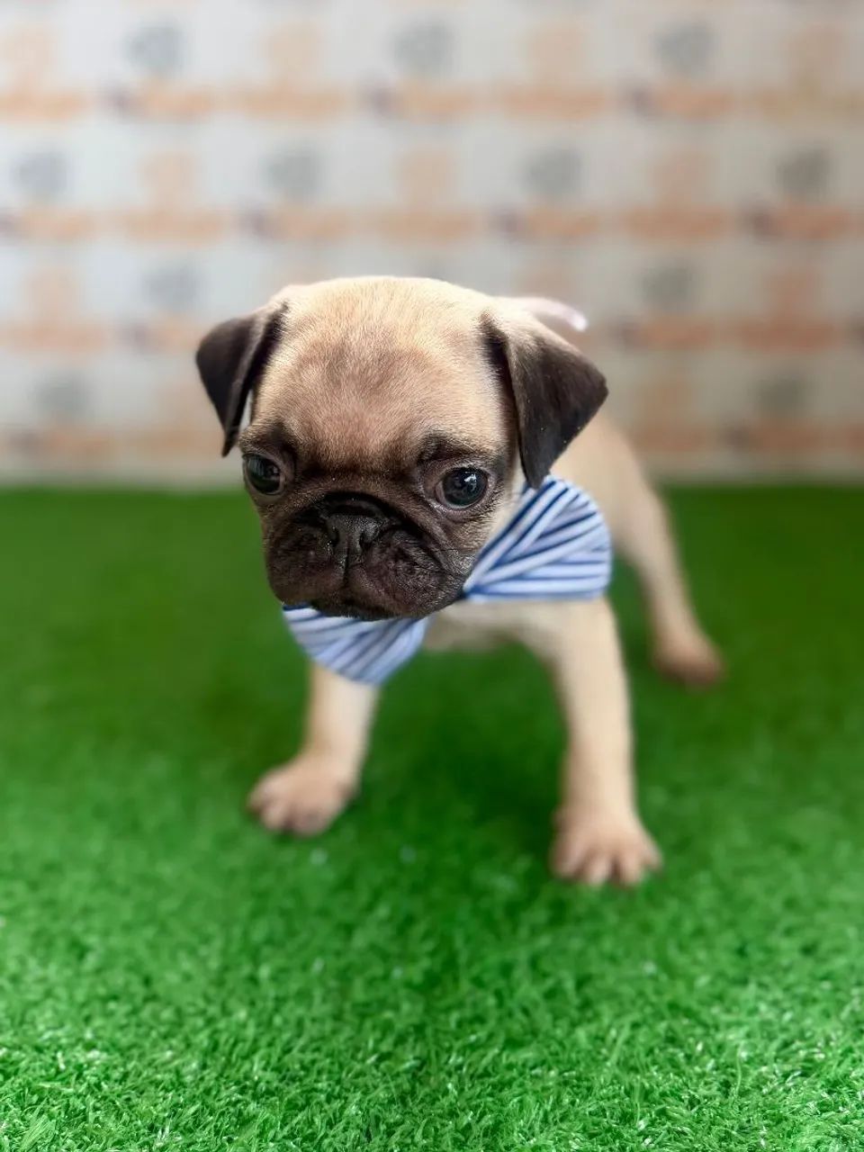 Pug Macho  - Foto 2