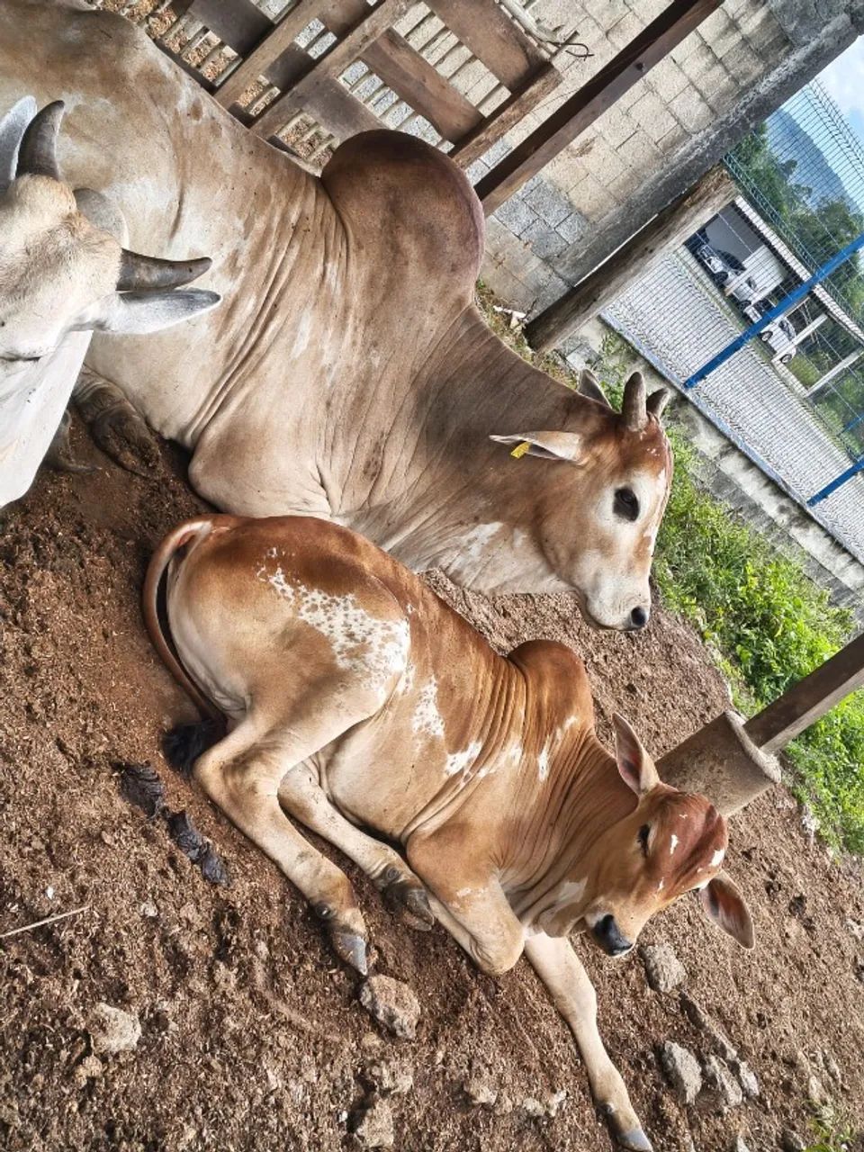 NELORE PINTADO - Foto 2