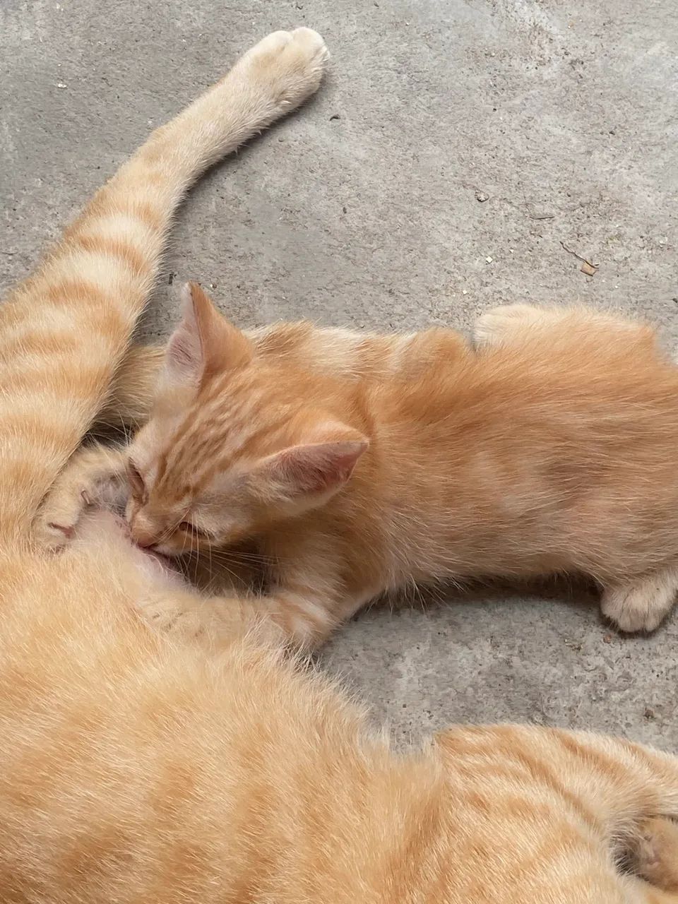 Adoção de Gatinhos!!  - Foto 3