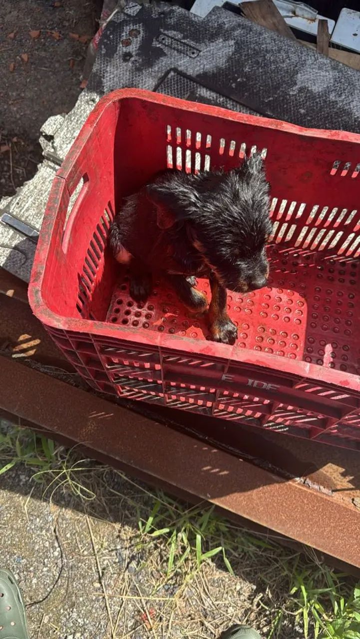 Vendo cachorro  da raça ( Rottweiler )    - Foto 3