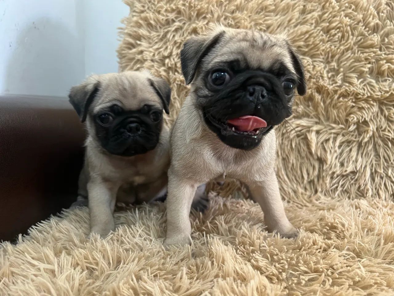 Cachorro pug - Foto 2