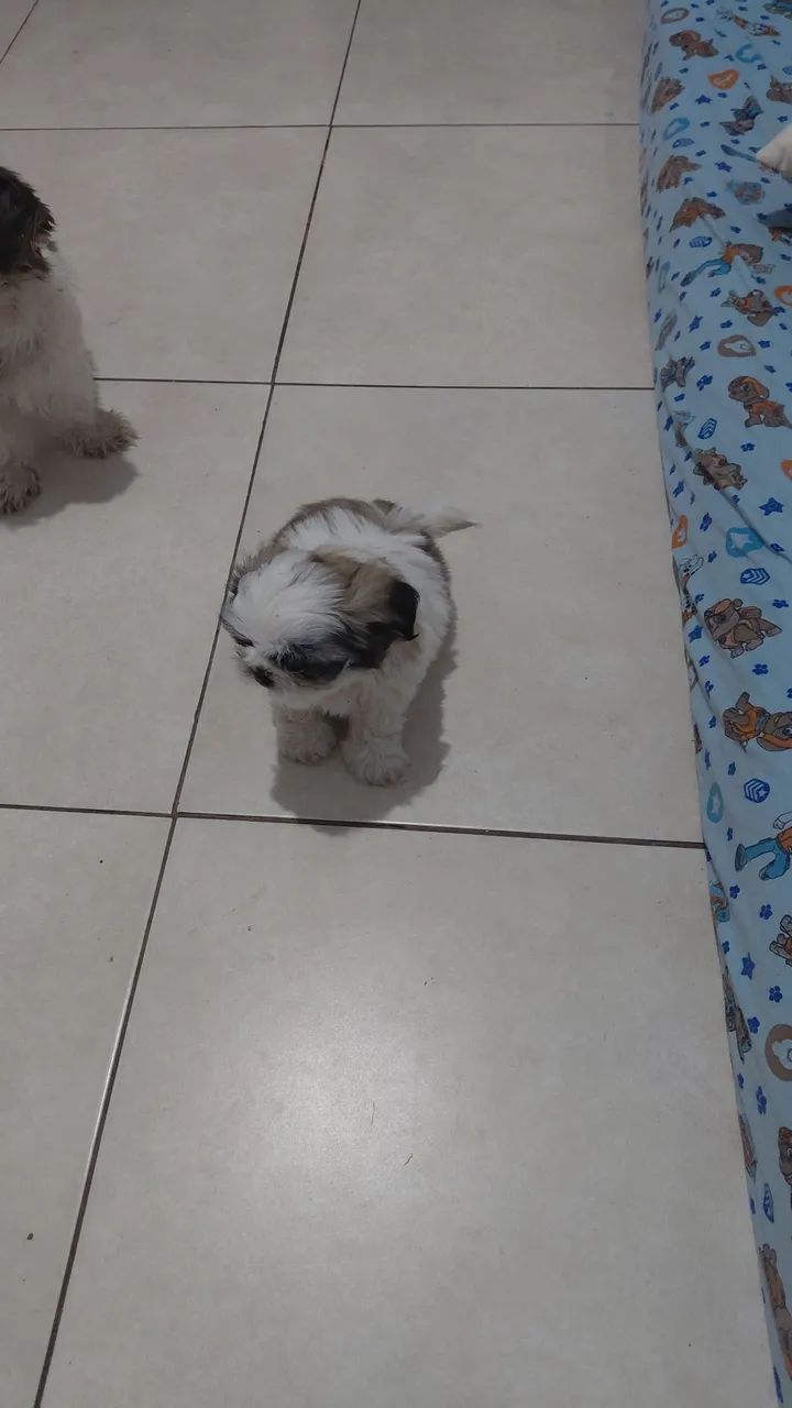 Cachorro 