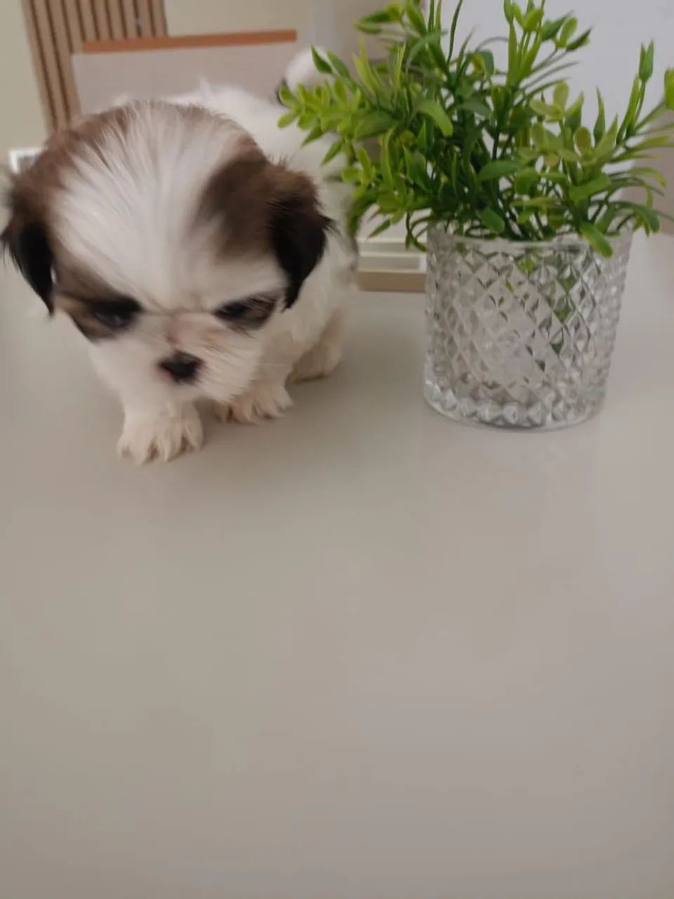 Mini Shitzu  - Foto 4