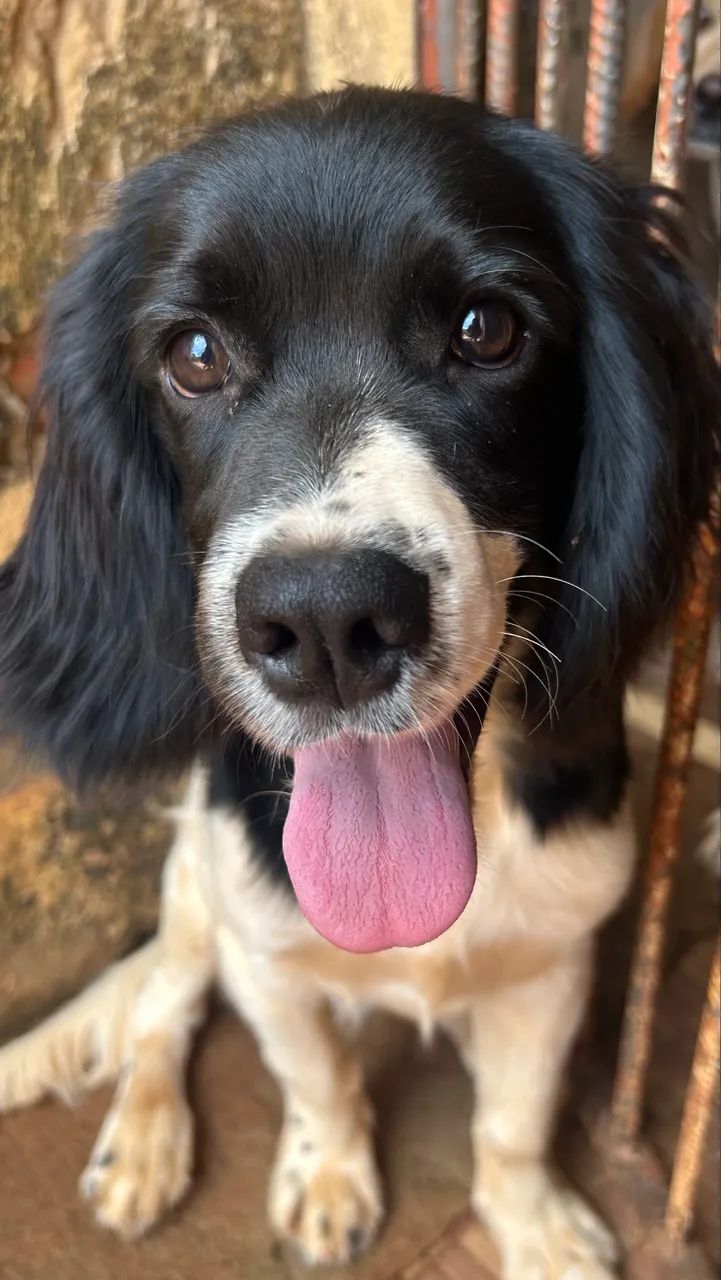 Filhote Cocker Spaniel  - Foto 2