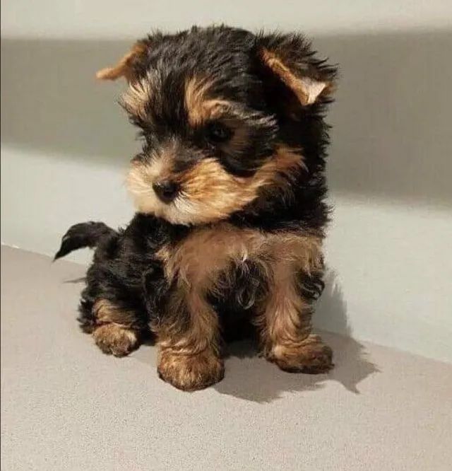 Yorkshire Terrier Macho e Fêmea Disponíveis