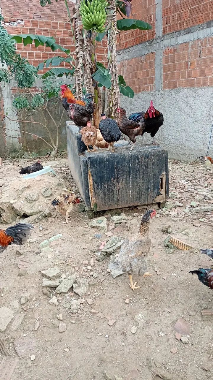 Frangos e galos - Foto 2