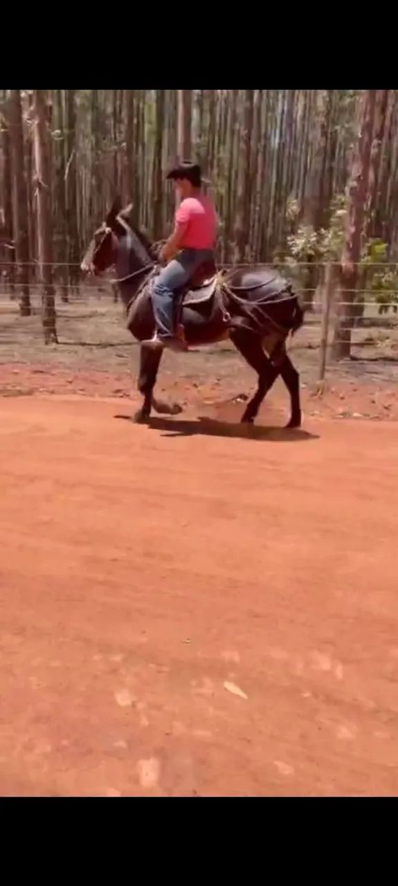 Burro machador  - Foto 2