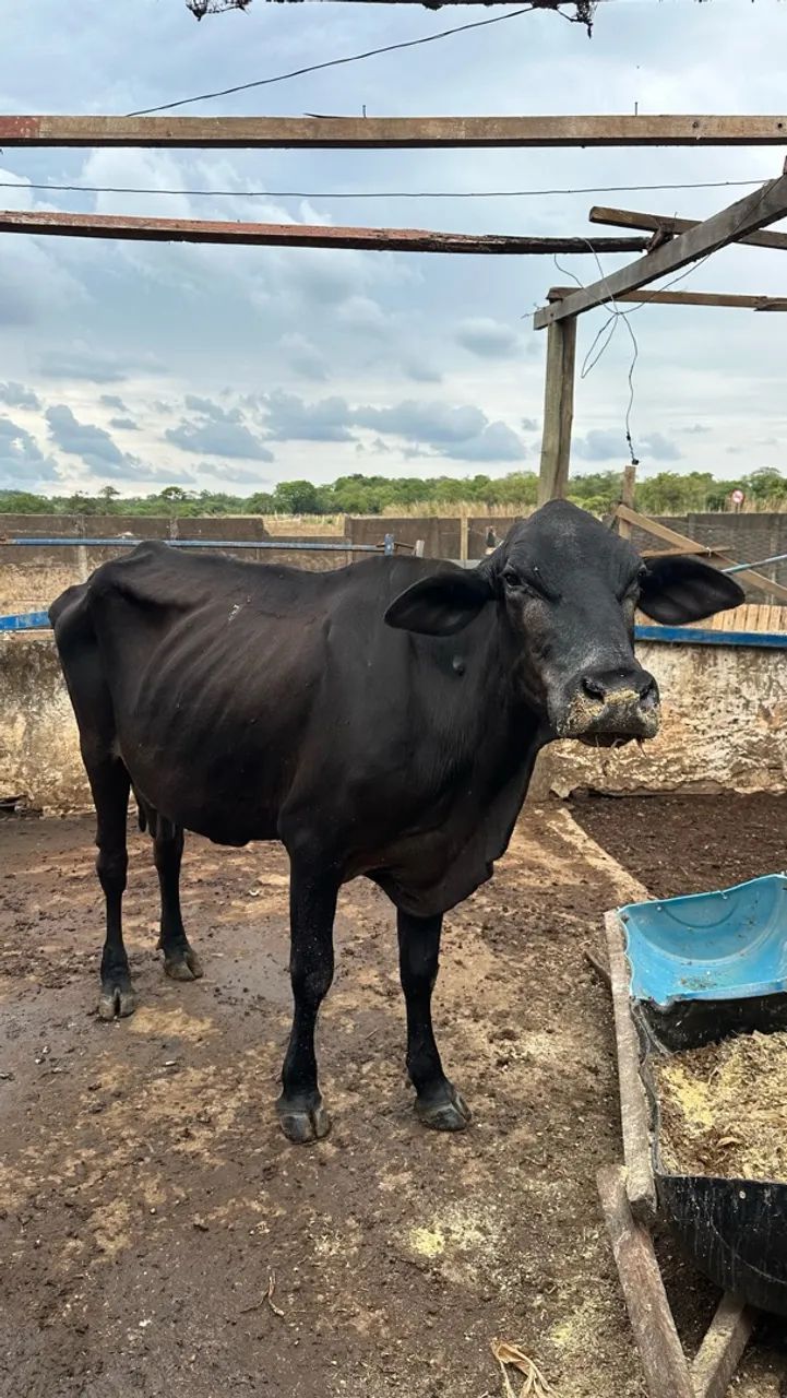 Vaca 