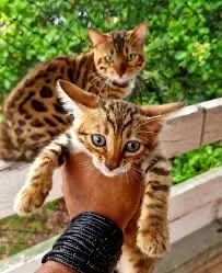 Bengal 