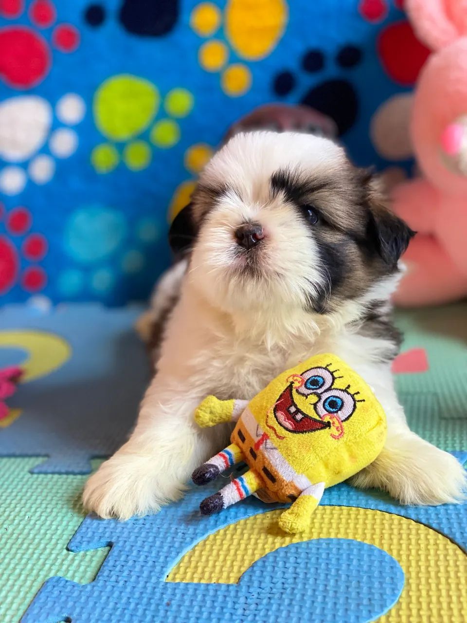 Filhotes Shihtzu - Foto 4