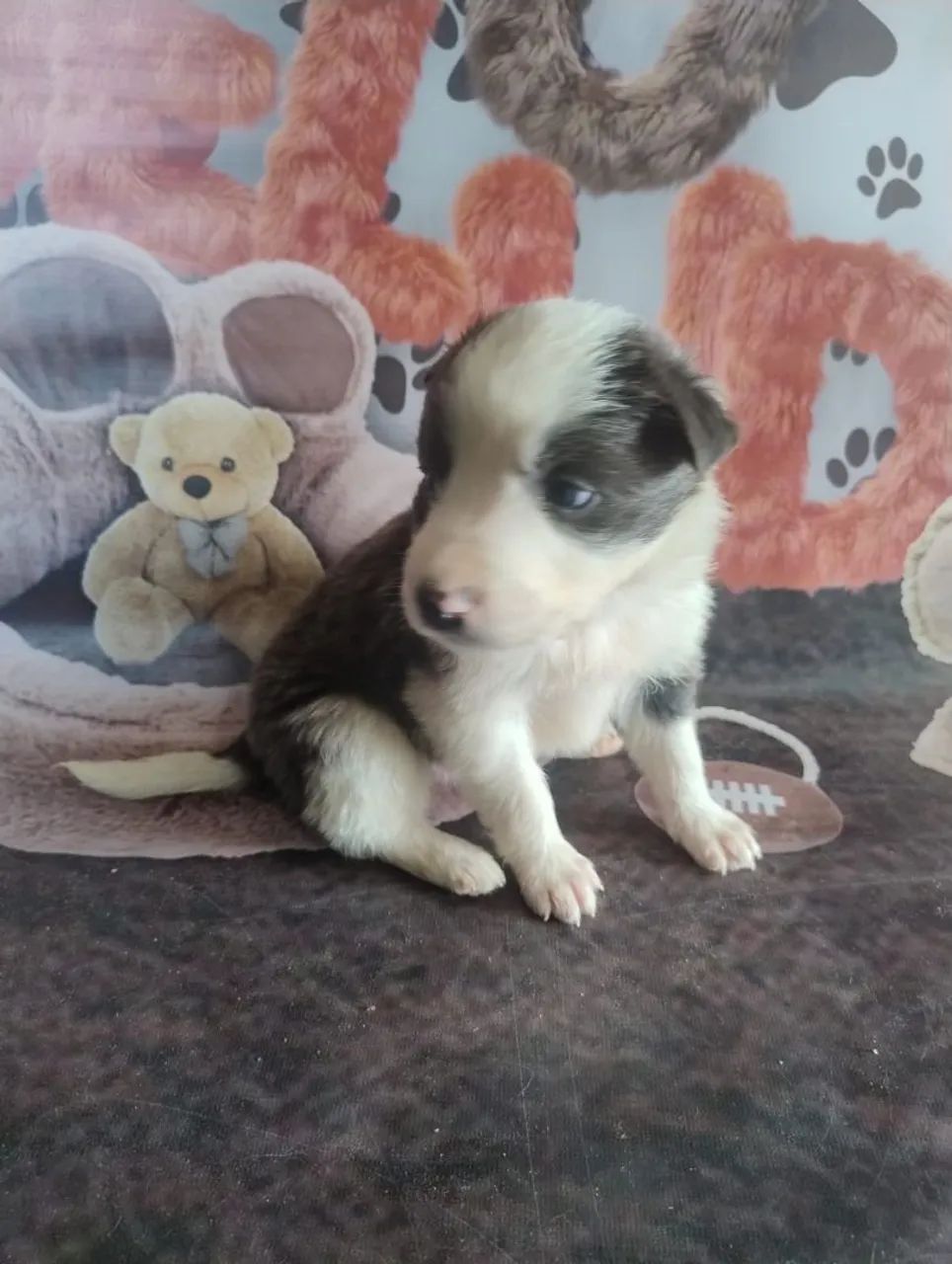 Border Collie blue merle e preto branco  - Foto 4