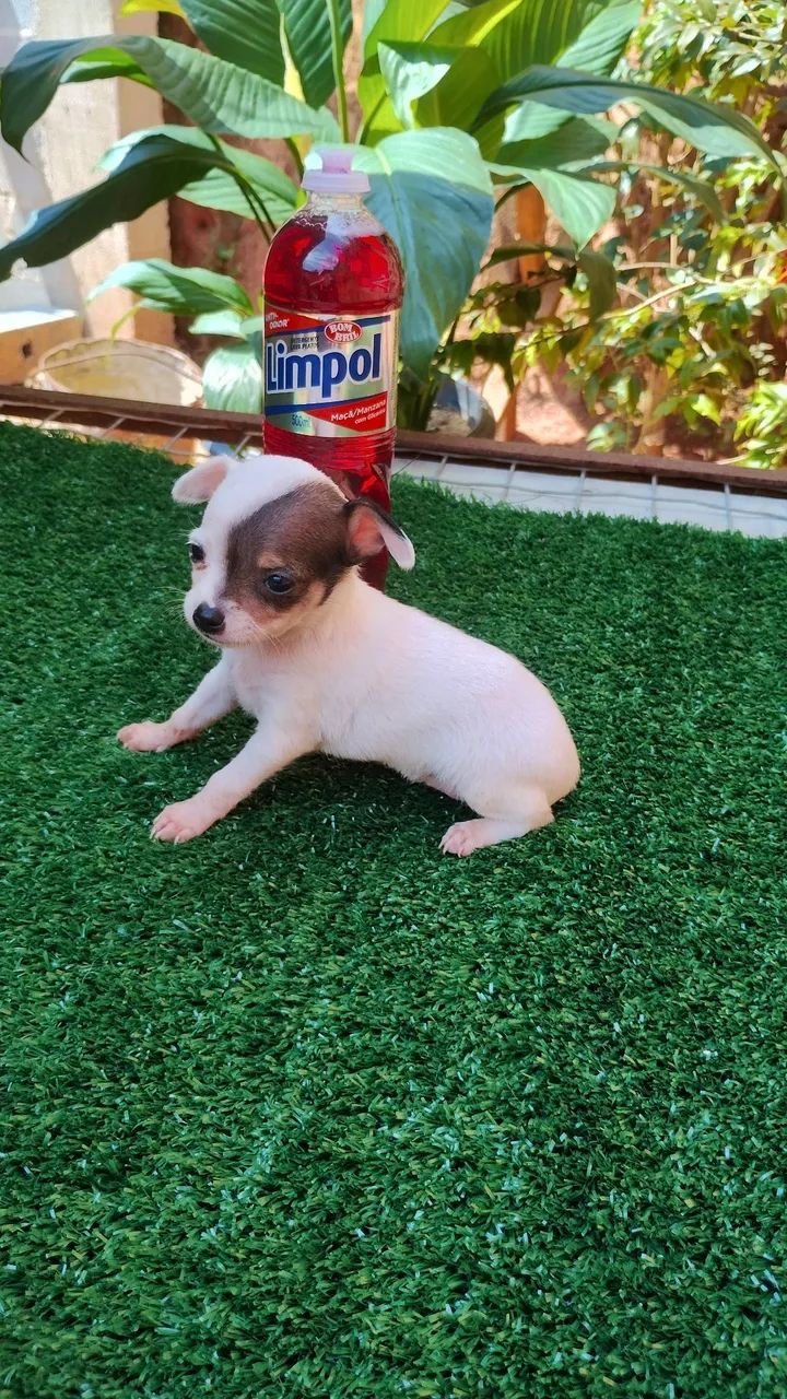 Pinscher  - Foto 2