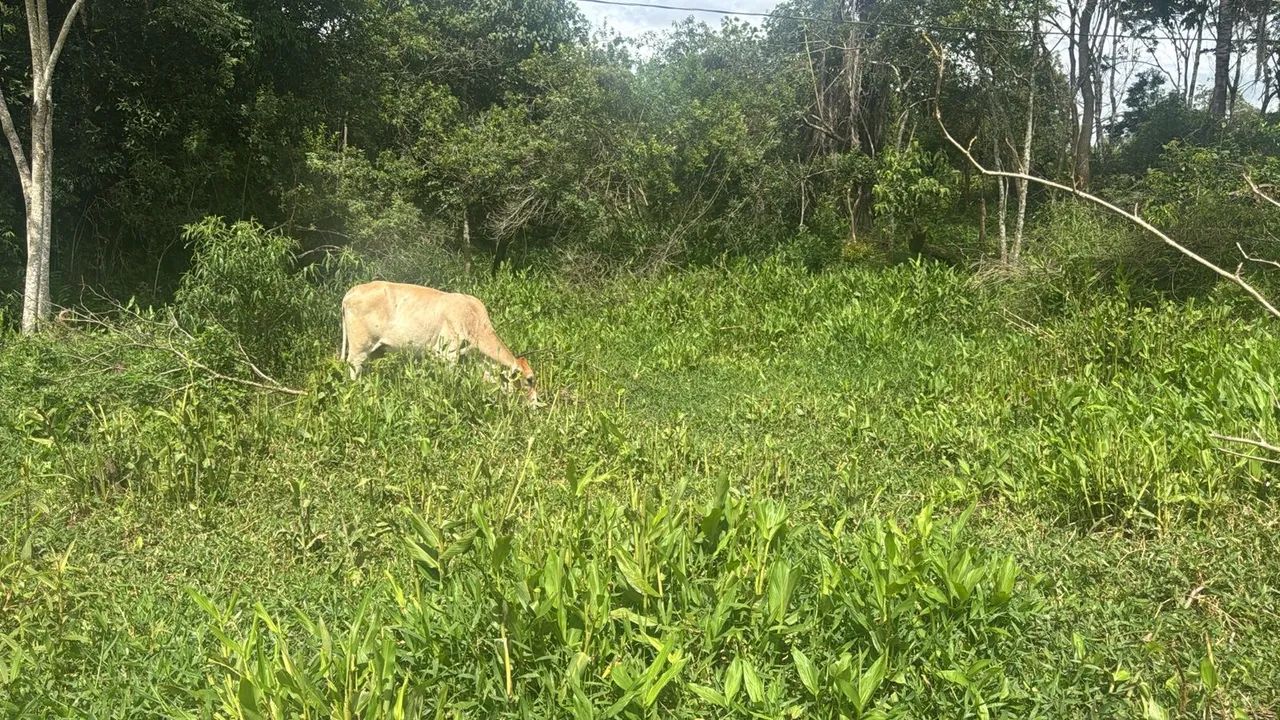 Chácaras com água no fundo em Rio Manso
