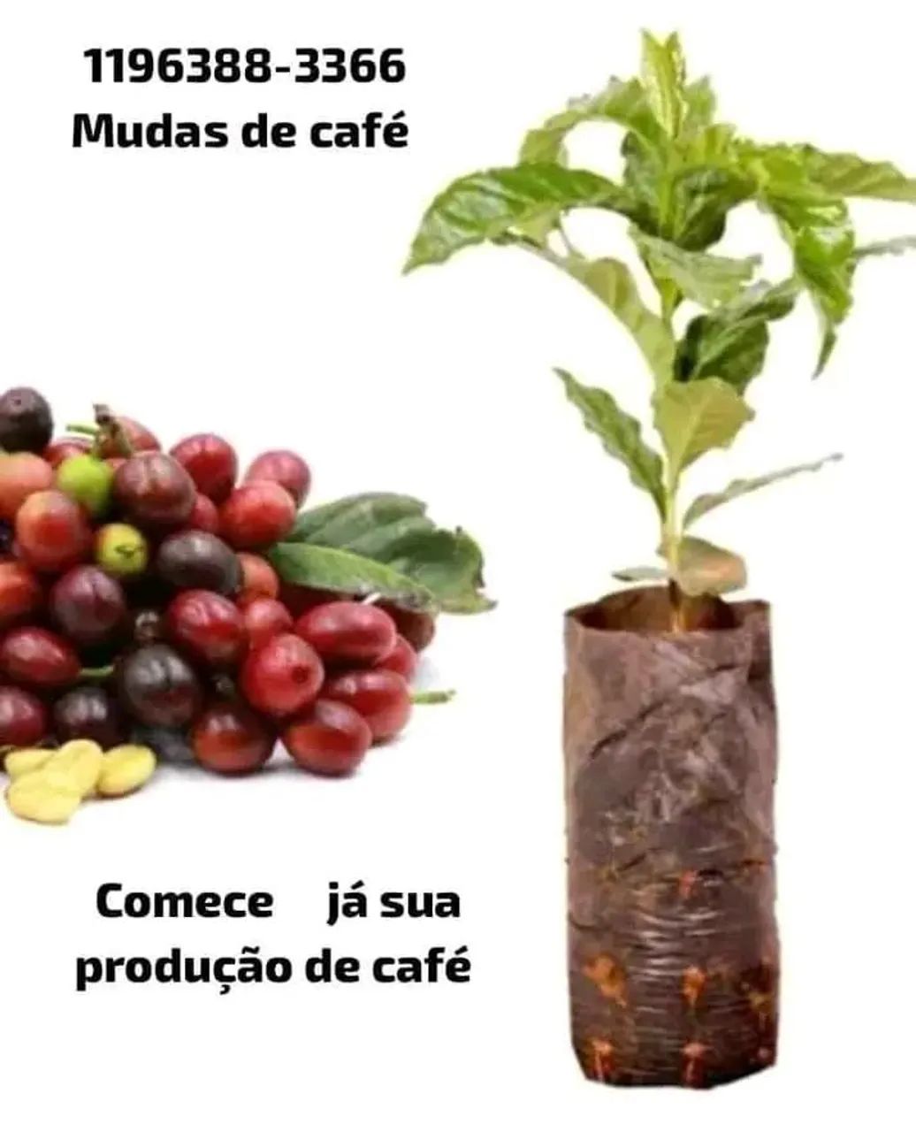 Muda de café conelom 