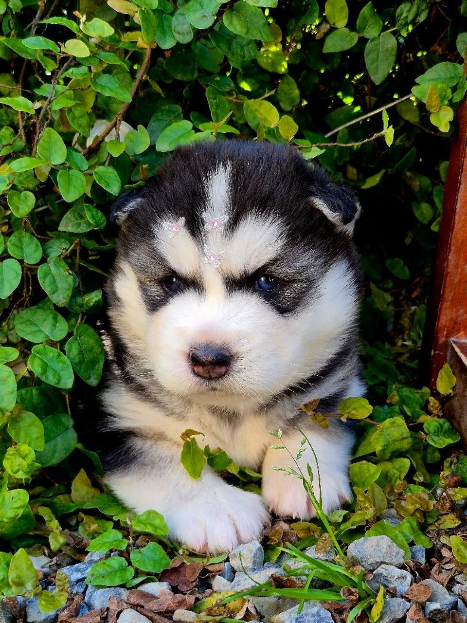 Filhotes husky wooly - Foto 3
