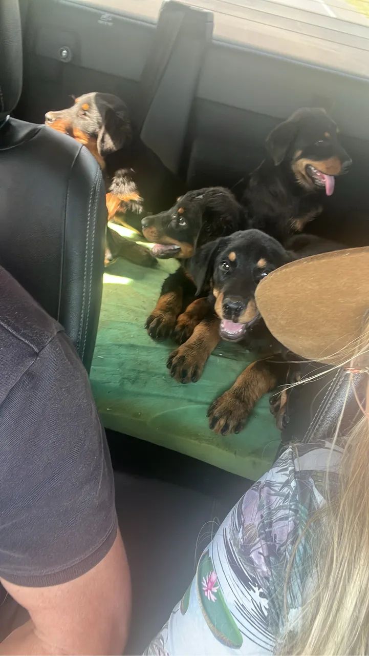 Filhote de Rottweiler  - Foto 3