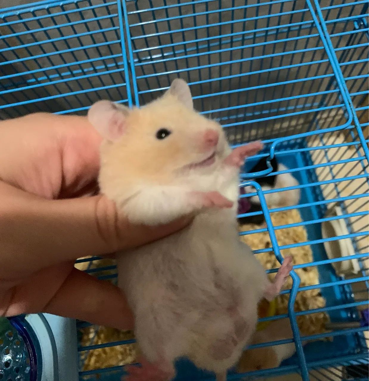 Vendo filhotes de hamster 