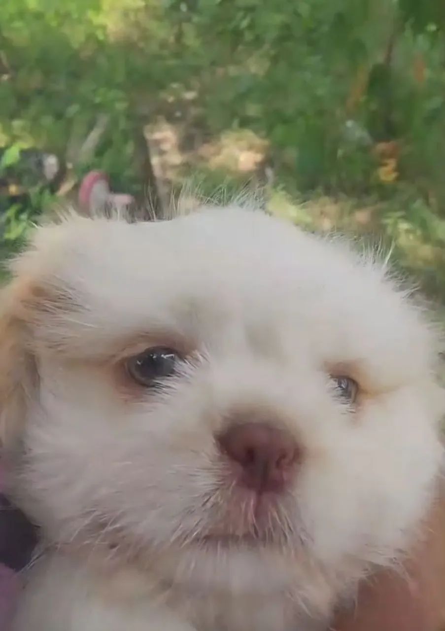 Shih tzu  - Foto 2