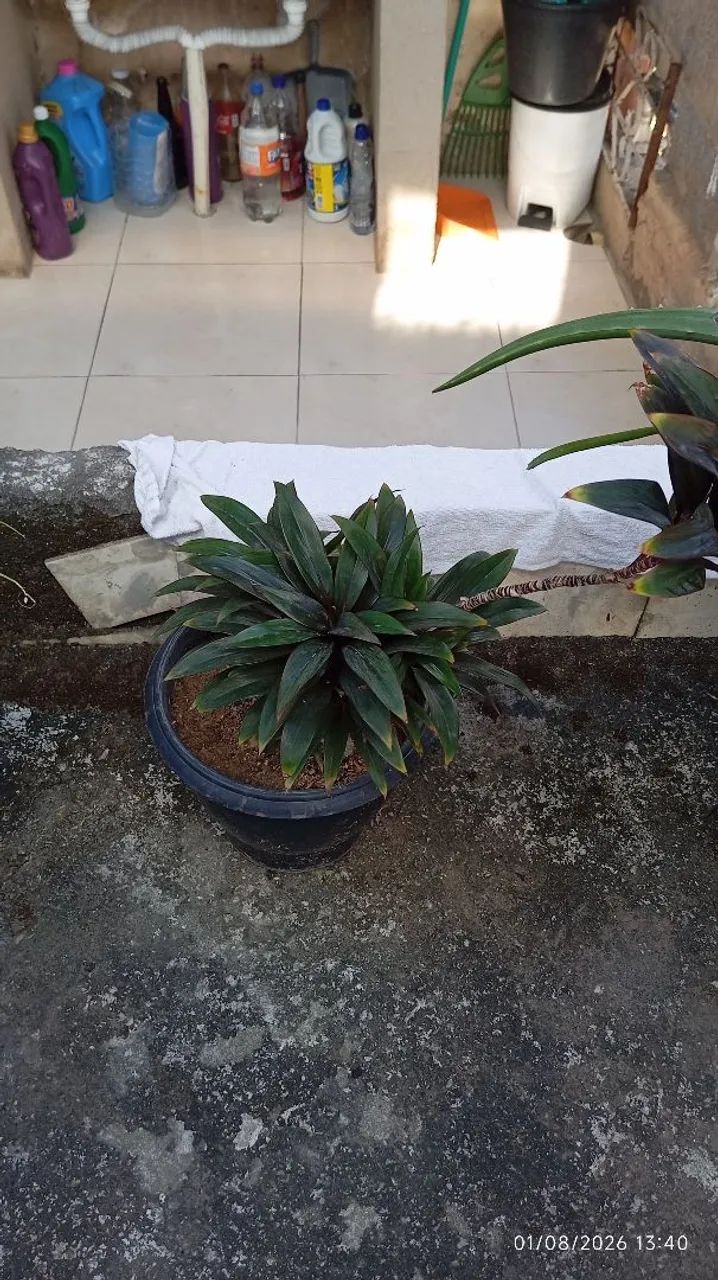 Planta 