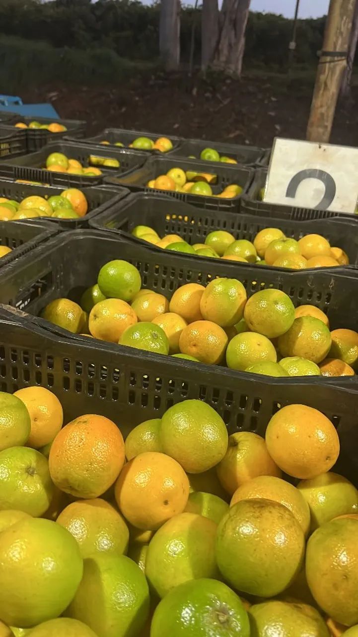 Laranja pera rio 20 kg. - Foto 3
