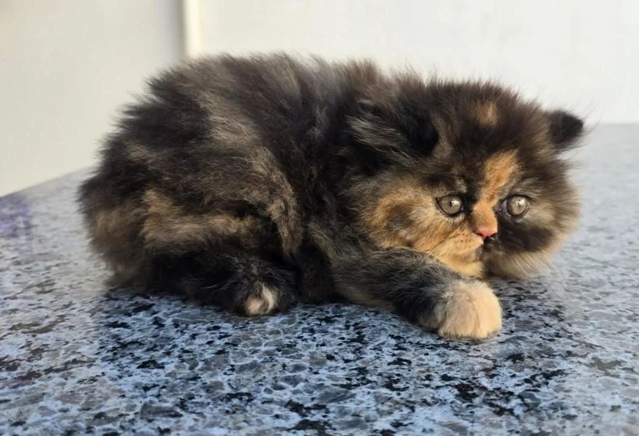 Gato Persa  - Foto 3