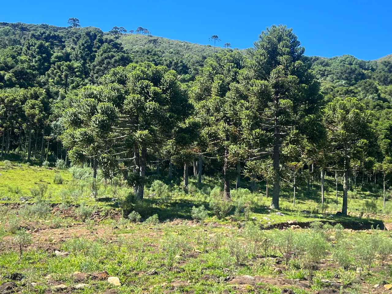 Terreno com açude e vista em Urubici SC - Foto 4