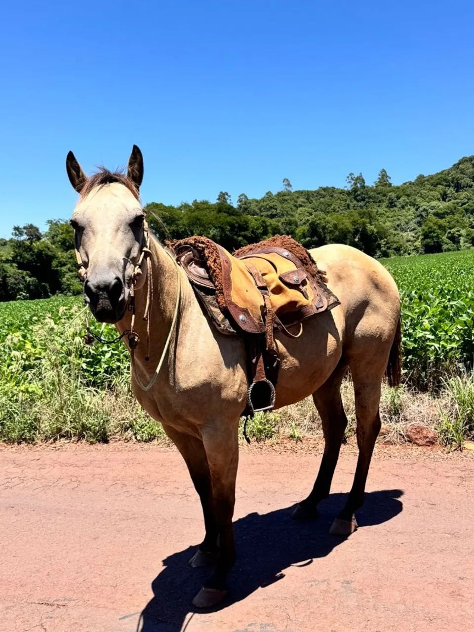Cavalo castrado  - Foto 5
