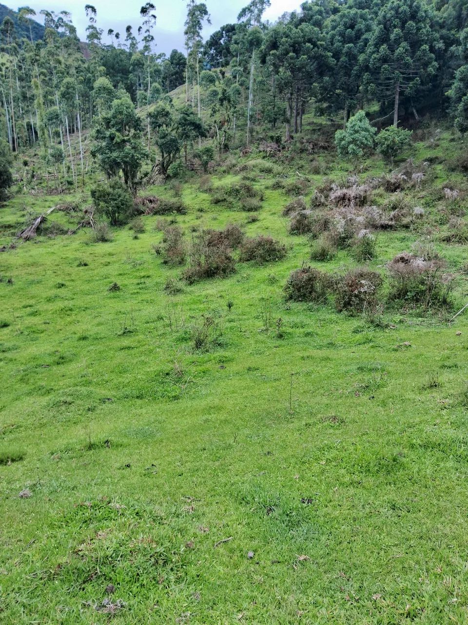 Terreno 5 hectares com riacho em Anitápolis-SC  - Foto 5