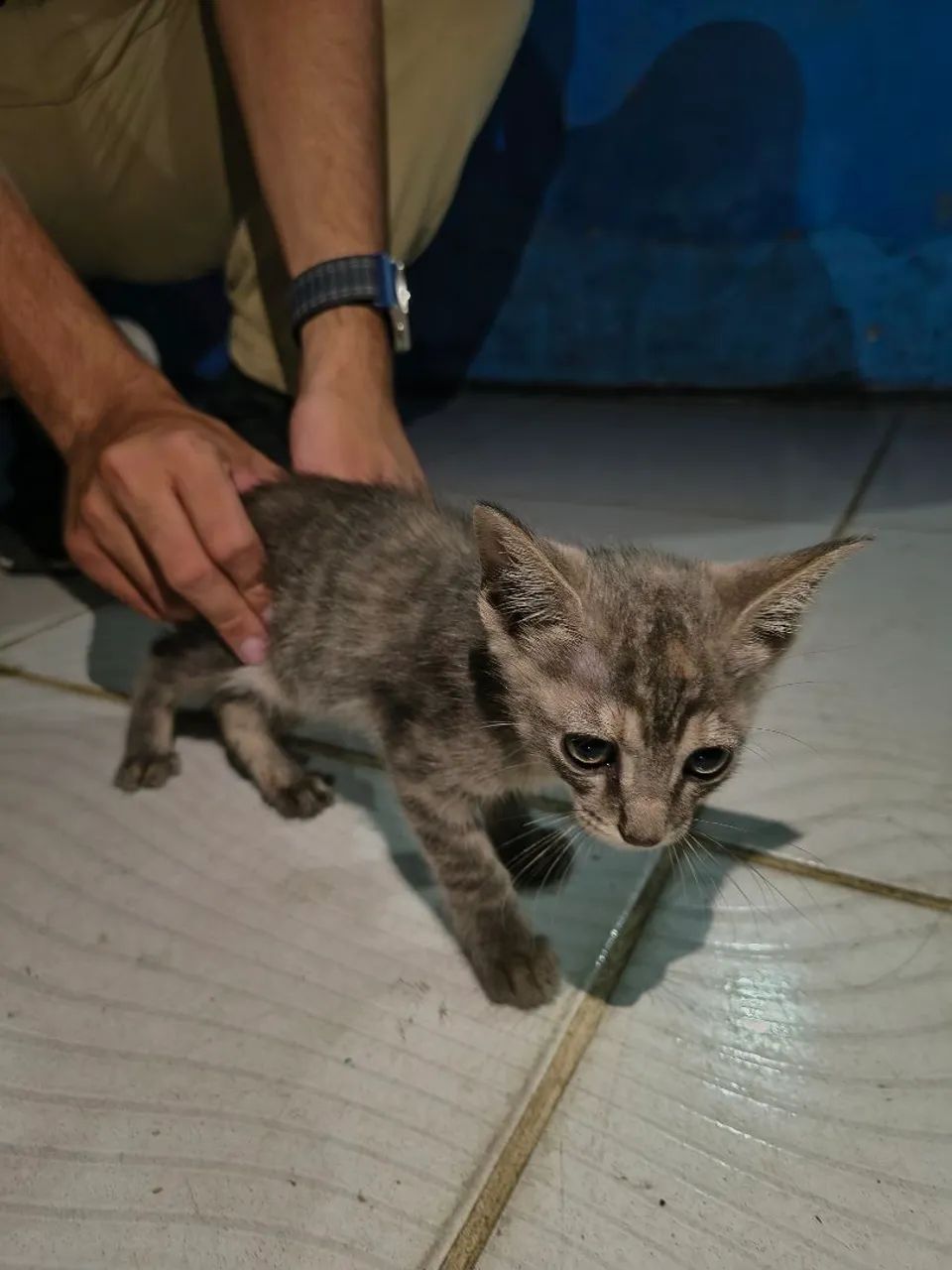 Gatinho RAJADO para adoção  - Foto 3