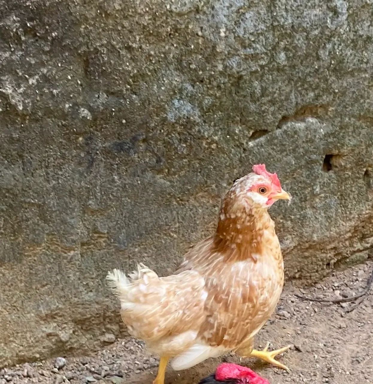 Vende-se casal de Garnize  - Foto 3