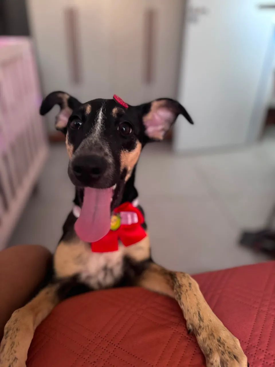 adoto 
