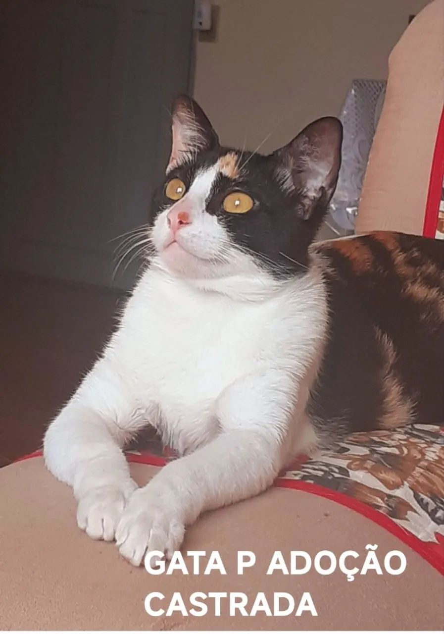 GATA P ADOÇÃO CASTRADA .  - Foto 2