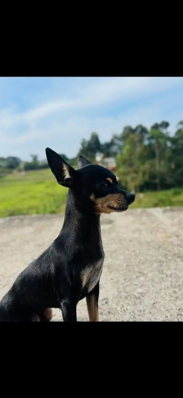 Pinscher fêmea  - Foto 4