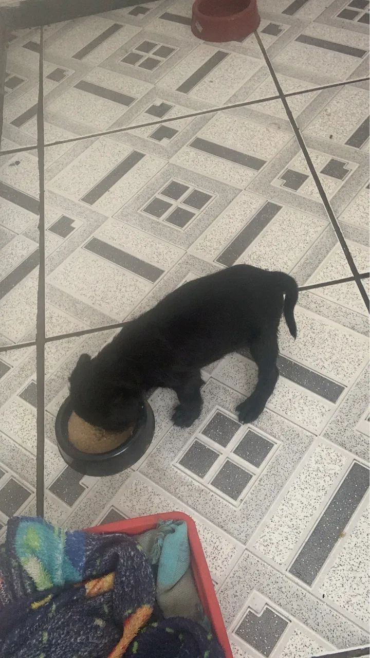 Doace cachorro macho 