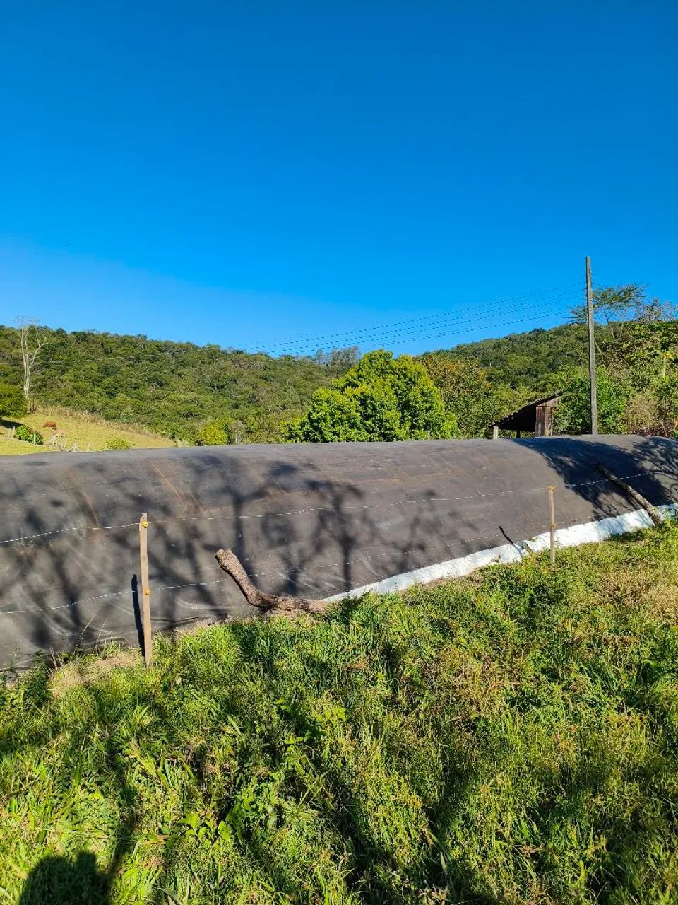 Silagem curtida a granel  - Foto 2