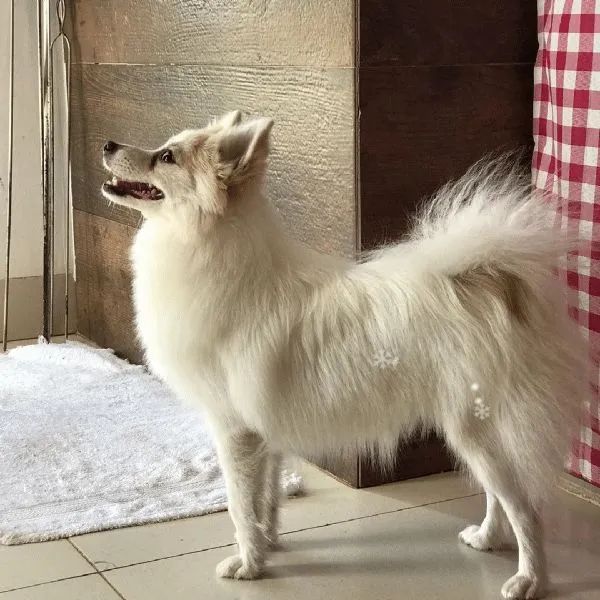 Animais  - Foto 5