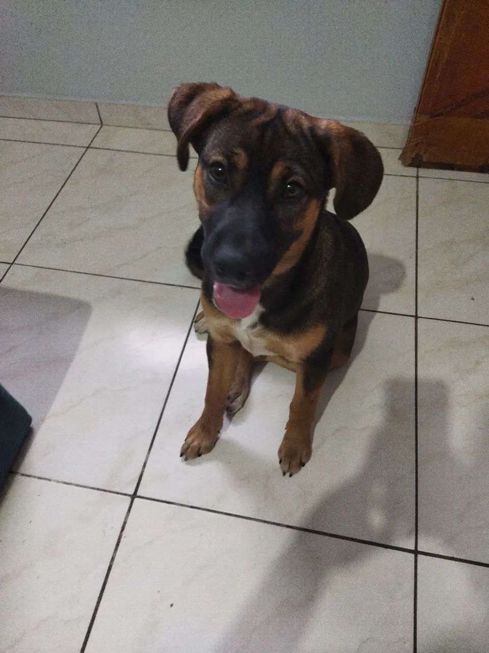 Cachorra fêmea  - Foto 2