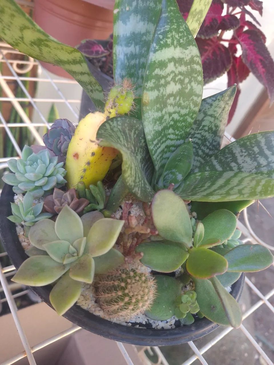 Mini Jardim - Foto 3